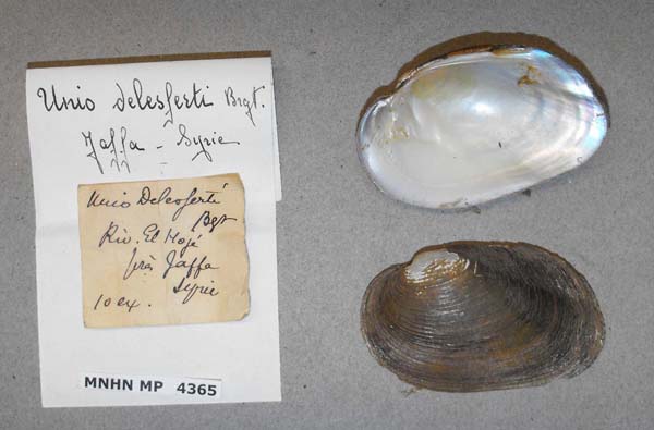 specimen