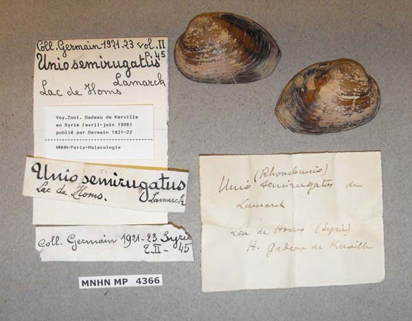 specimen
