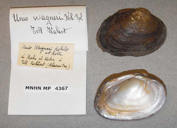 specimen