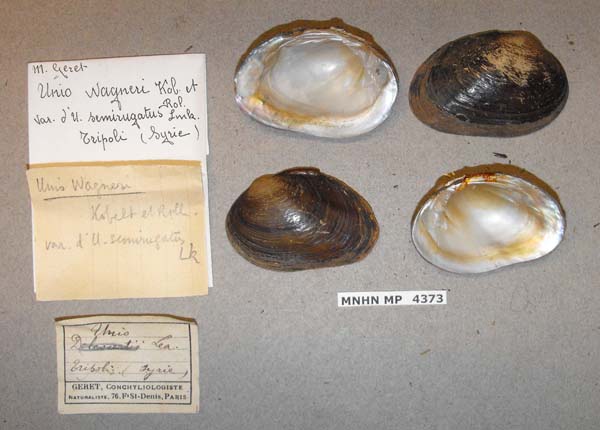 specimen