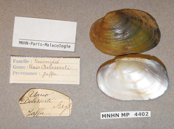 specimen