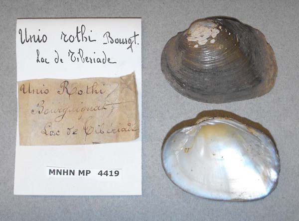 specimen