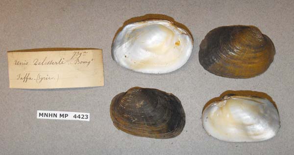 specimen