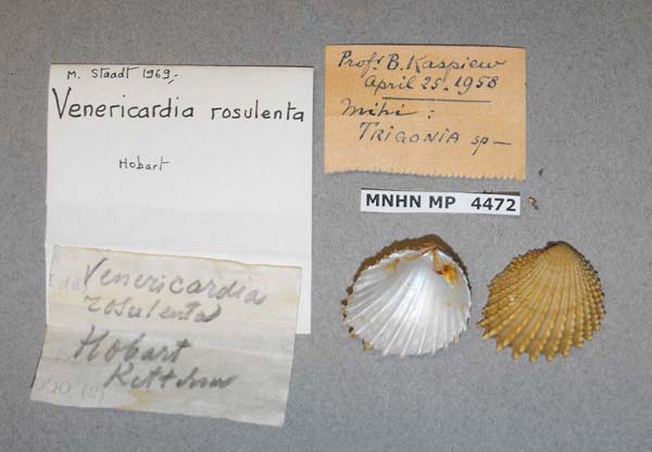 specimen