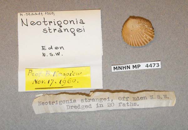 specimen