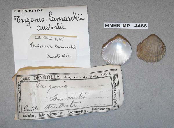 specimen