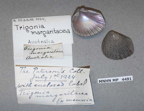 specimen