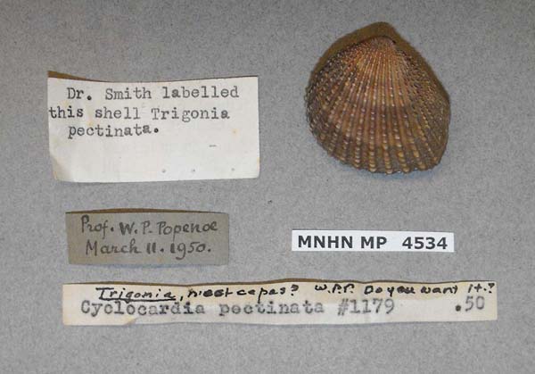 specimen