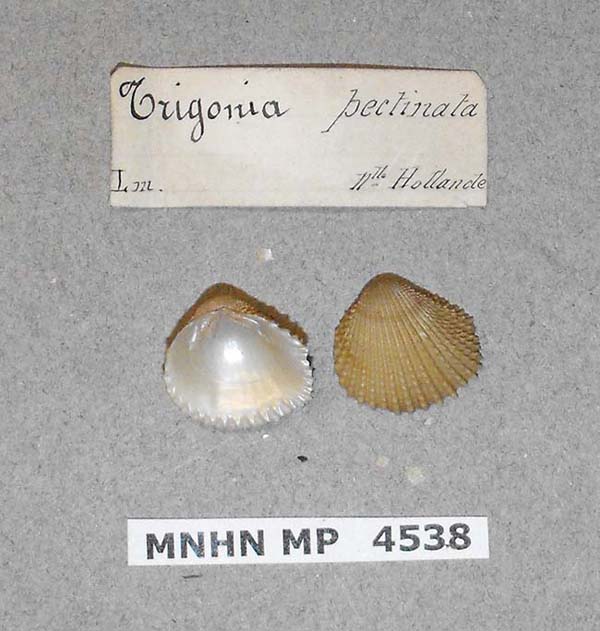 specimen
