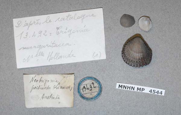 specimen