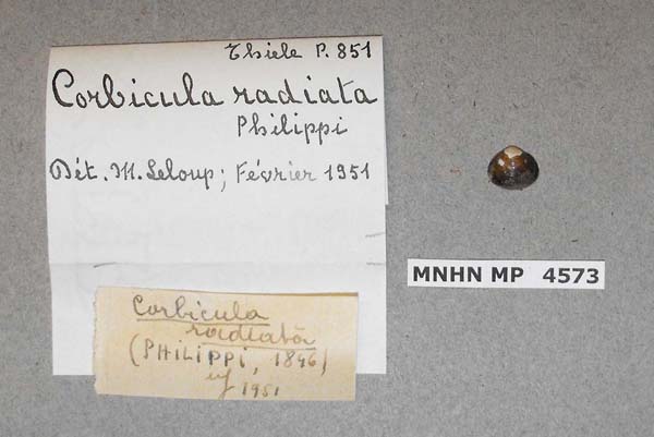 specimen