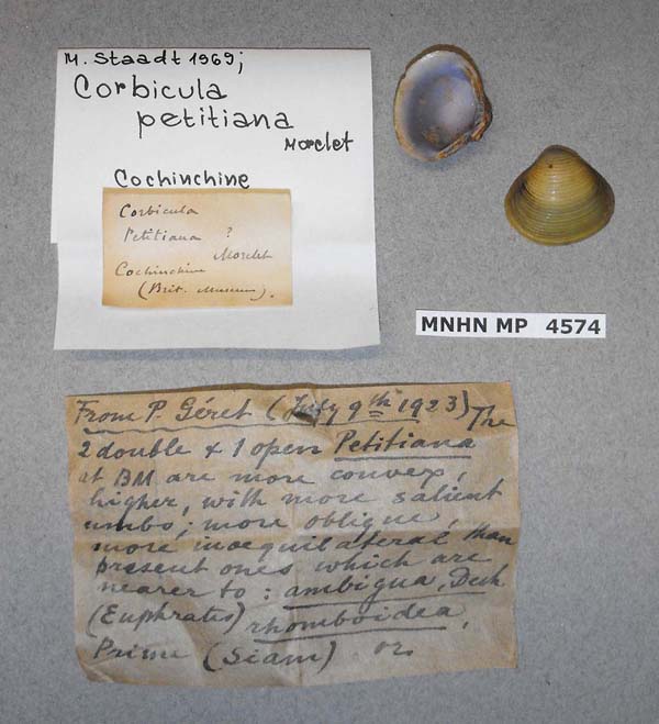 specimen