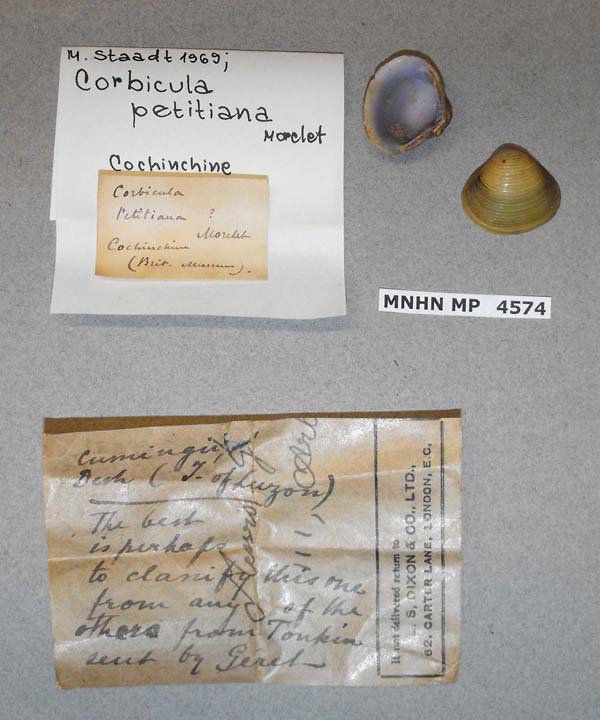 specimen