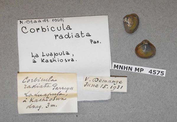 specimen