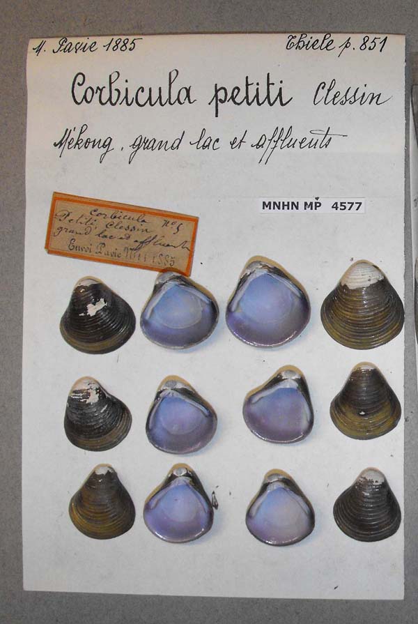specimen