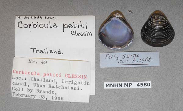specimen