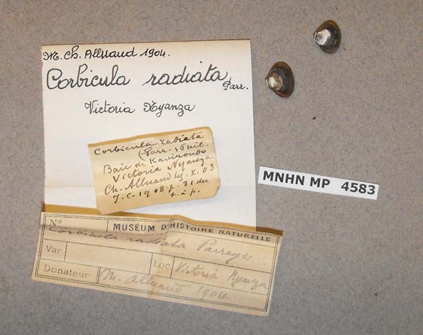 specimen