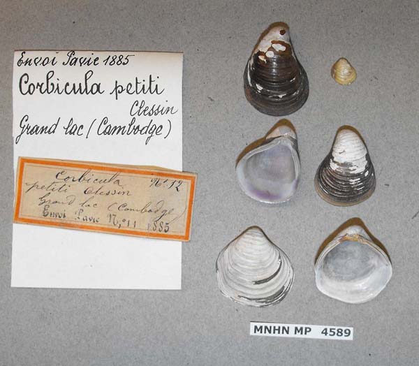 specimen