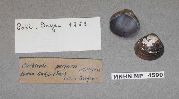 specimen