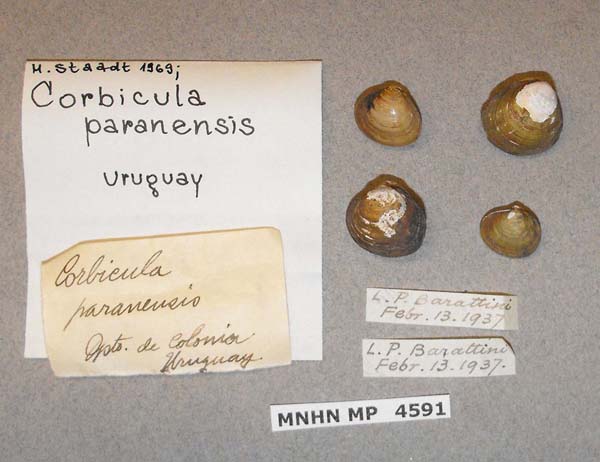 specimen
