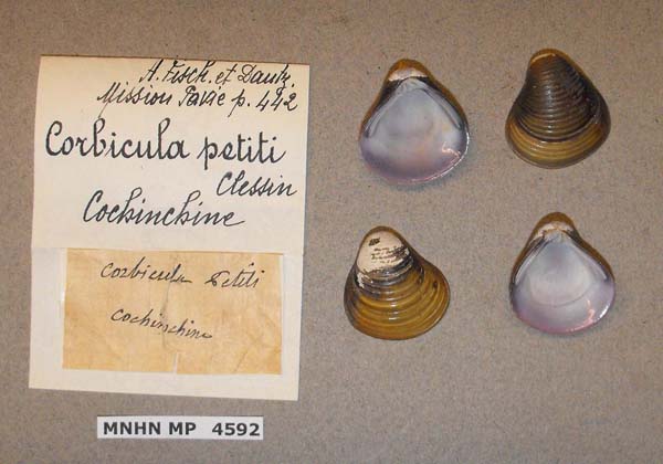 specimen