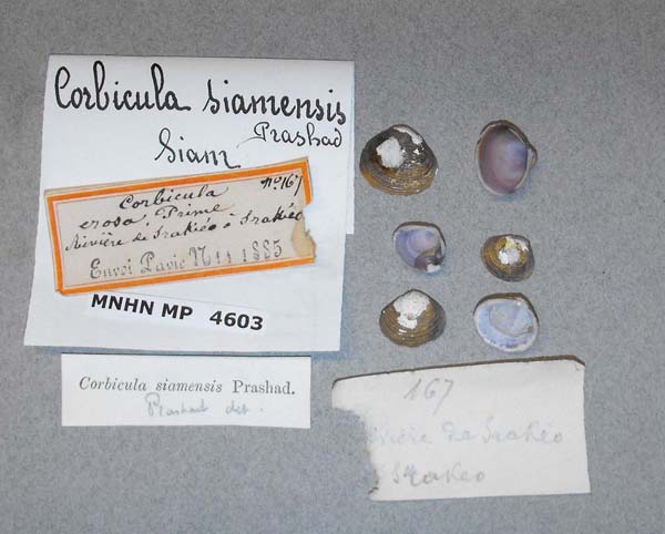 specimen