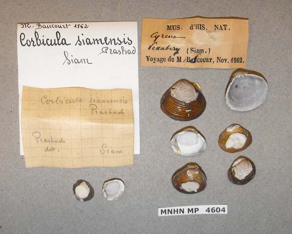 specimen