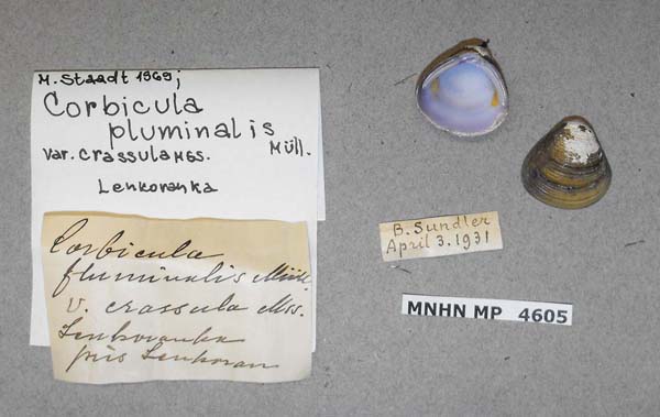 specimen