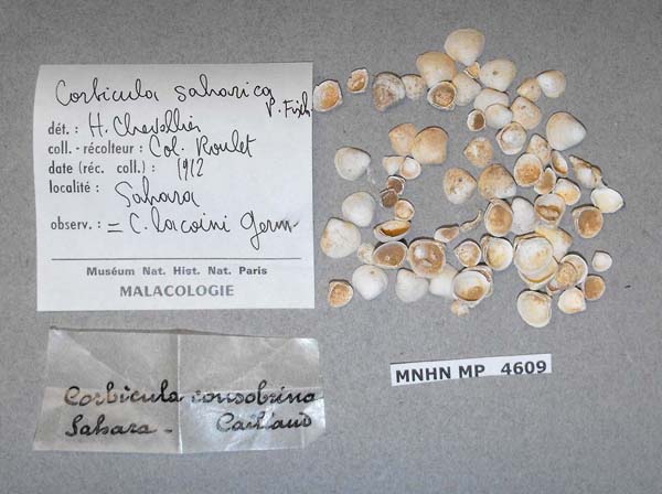 specimen