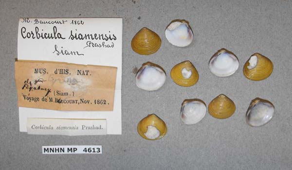 specimen