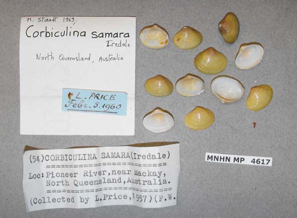 specimen