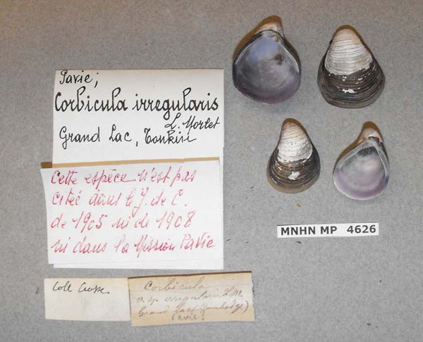 specimen
