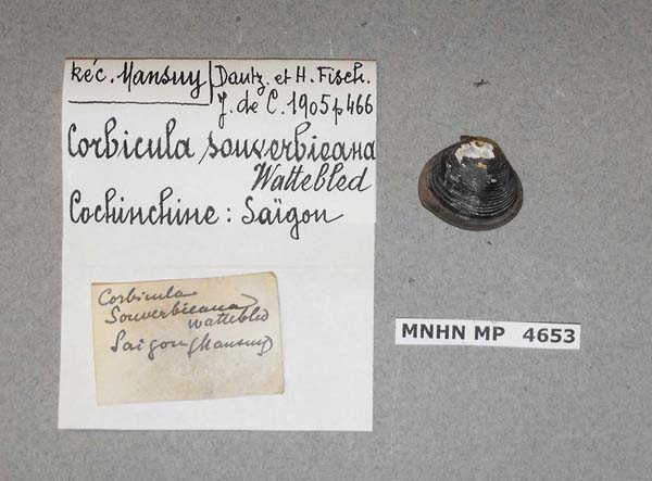 specimen