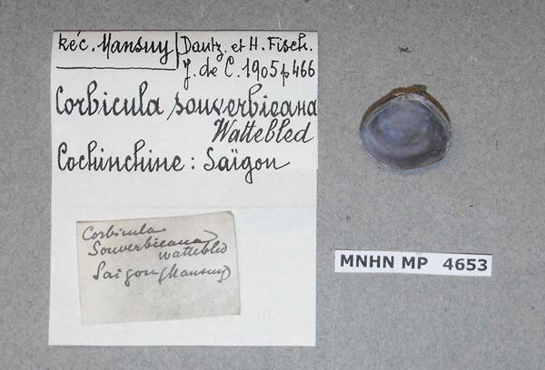 specimen