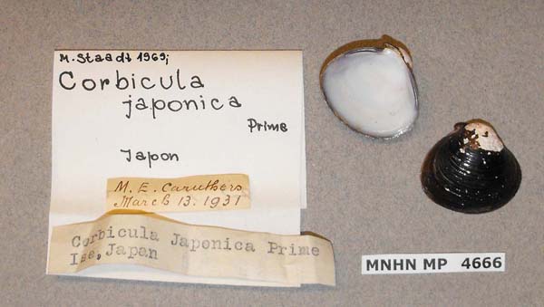specimen