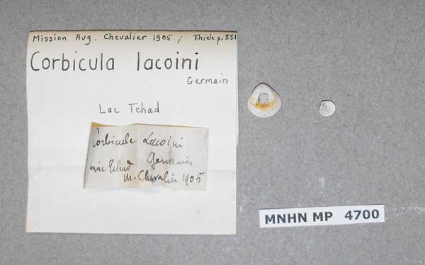 specimen