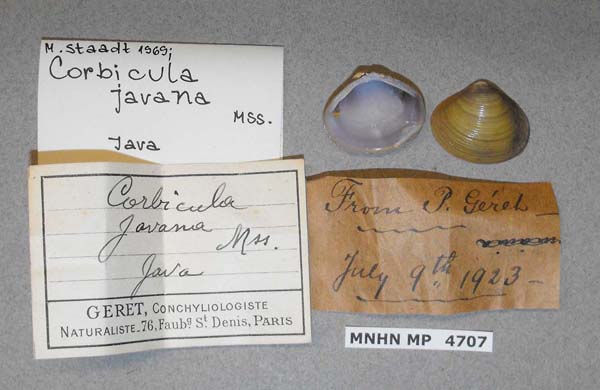 specimen