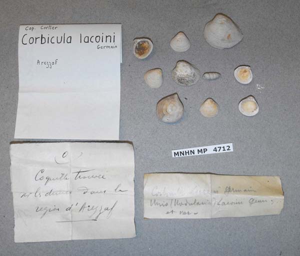 specimen