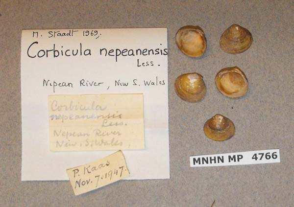 specimen