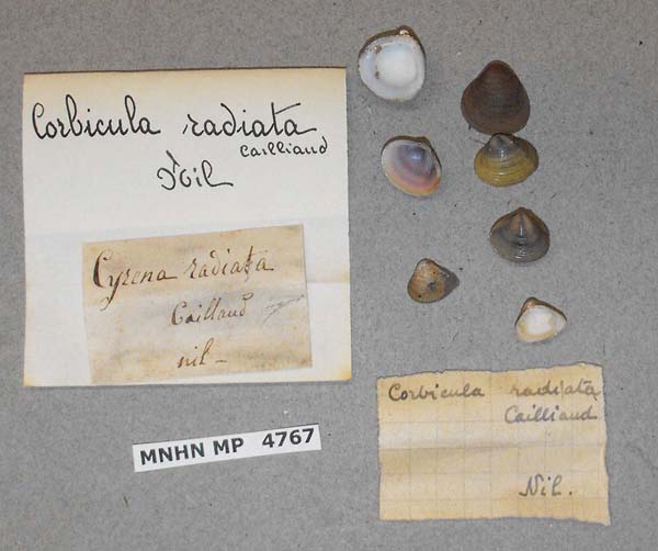 specimen