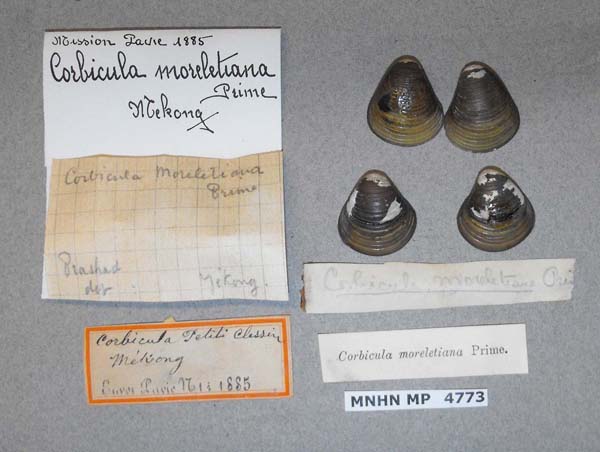 specimen