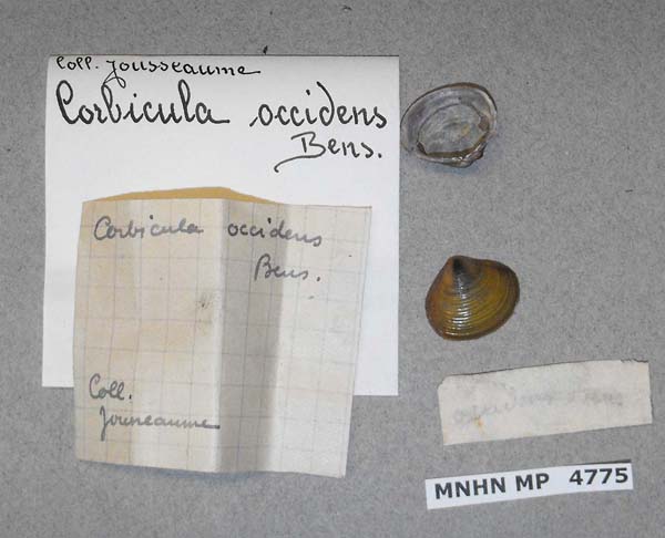 specimen