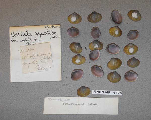 specimen