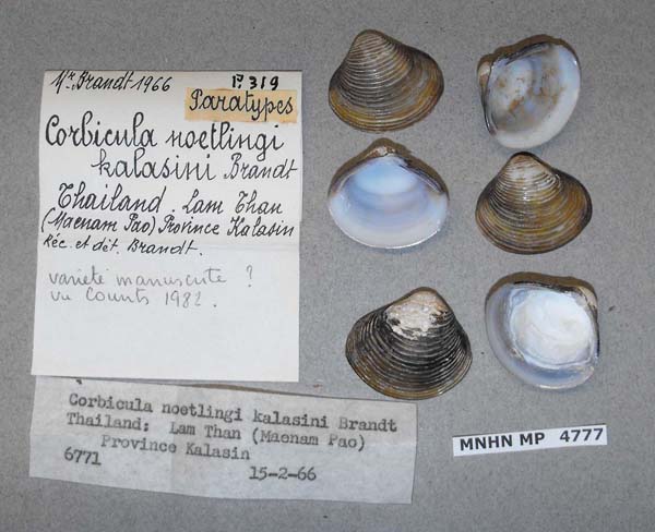 specimen