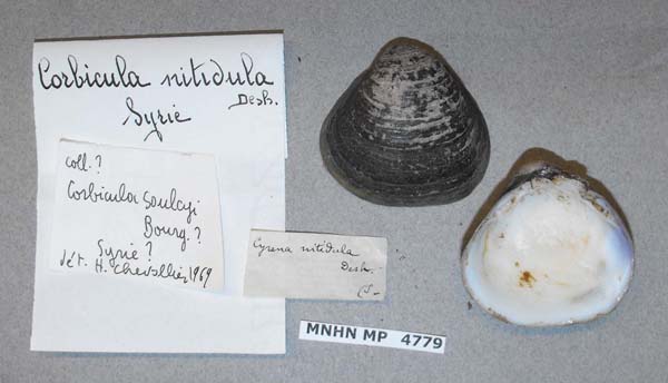 specimen