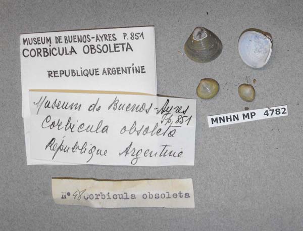 specimen