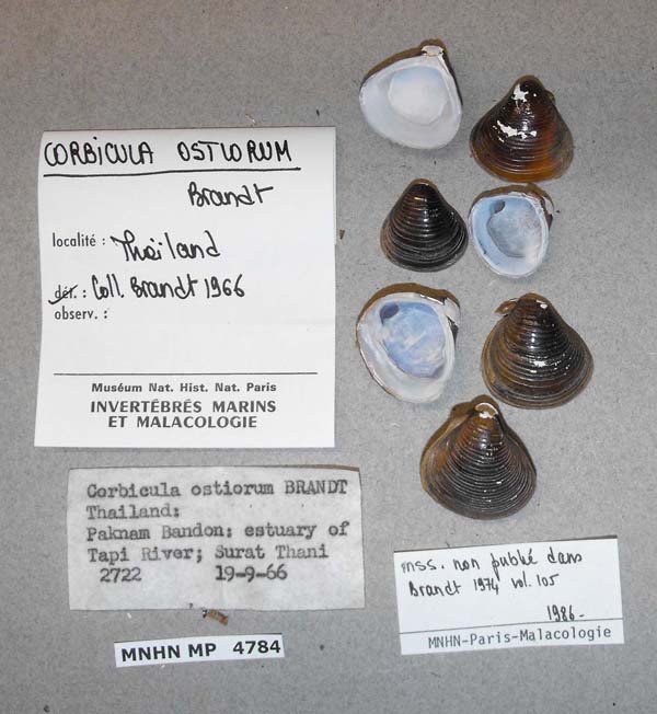 specimen
