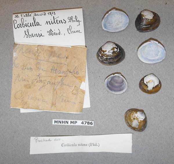 specimen