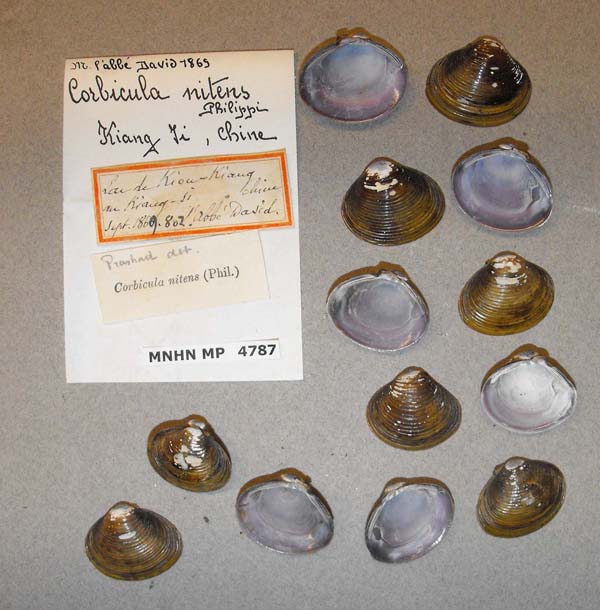 specimen