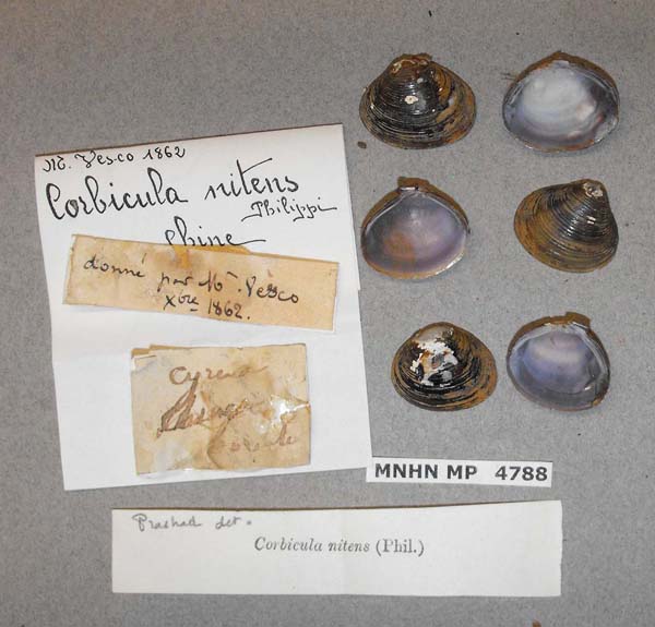 specimen